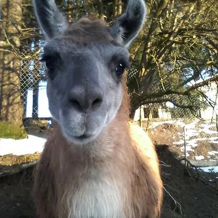 Funny-farm Agroturismo Sassen