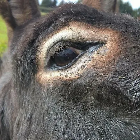 Funny-farm Sassen