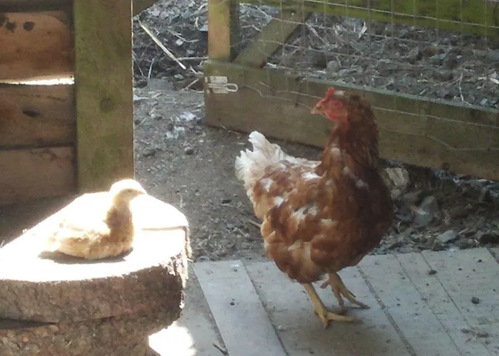 Funny-farm ファームステイ