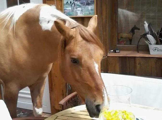 Funny-farm ファームステイ