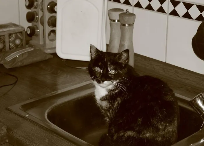 ファームステイ Funny-farm