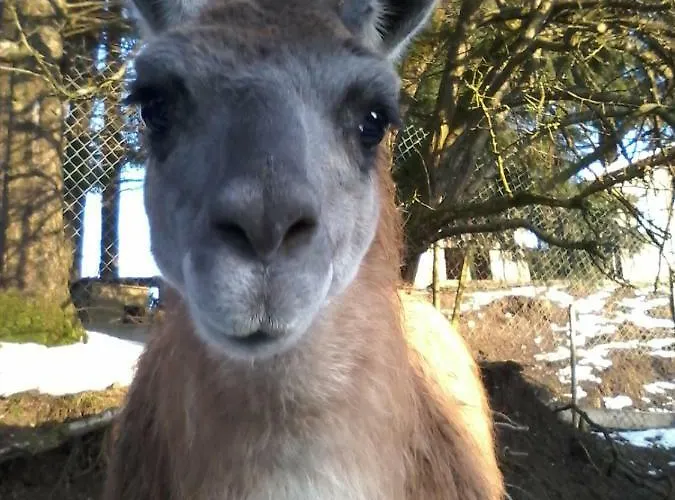 Funny-farm ファームステイ Sassen