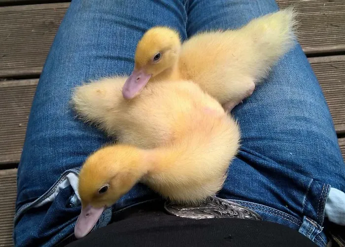 ファームステイ Funny-farm